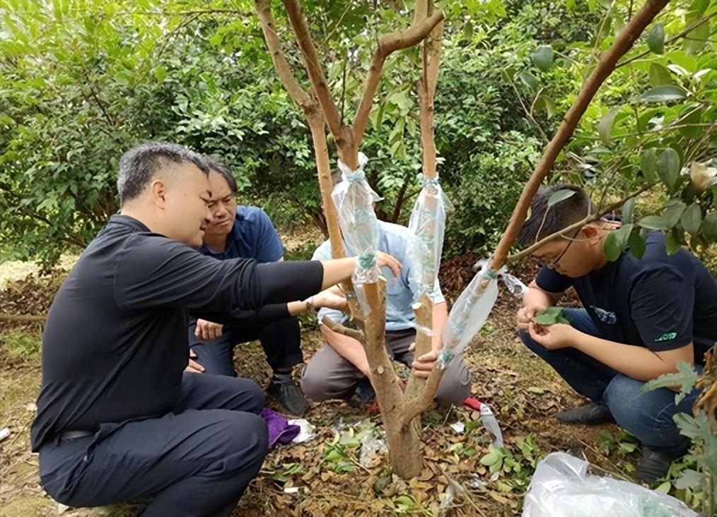 邵阳市林业局新项目，绿色发展强劲引擎启动