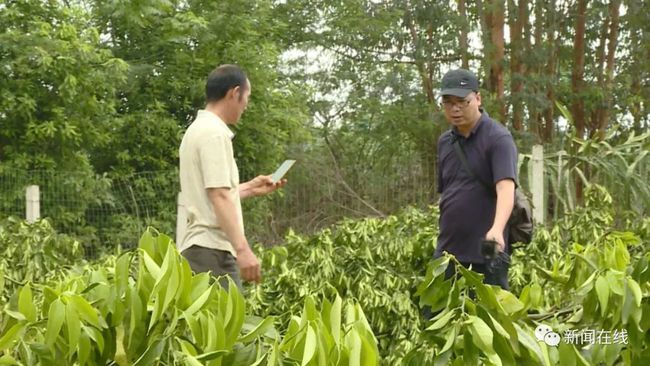 福州村民果树被砍光，上百棵果树一夜消失