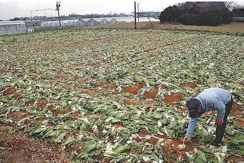 中国籍两兄弟在日本偷窃3200颗包菜